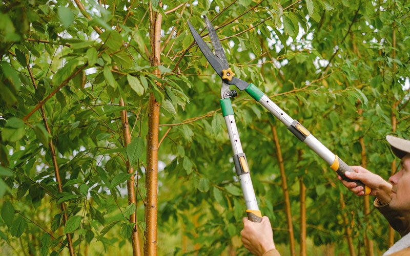 Tree trimming in Thornton, WV
