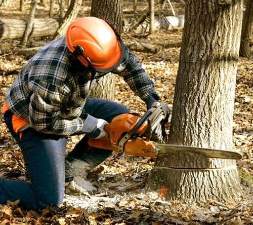 Tree Removal in Thornton, WV